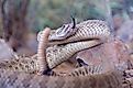 prairie rattlesnake