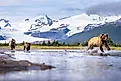 A female coastal brown bear with cubs in Hallo Bay in Katmai National Park in Alaska.