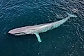 A blue whale (Balaenoptera musculus)