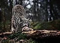The Canadian Lynx. Credit: Ondrej Chvatal/Shutterstock.com