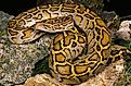 An Indian python (Python molurus). 
