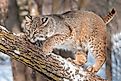 Bobcat (Lynx rufus) Crouches on Branch