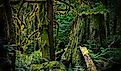 Old-growth forest.