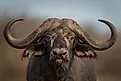 Close-up of a standing Cape buffalo. 