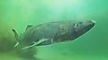 A Greenland shark near the ocean floor.