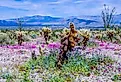 Wildflowers at Anza-Borrego Desert State Park, Southern California.