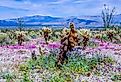 Wildflowers at Anza-Borrego Desert State Park, Southern California. 