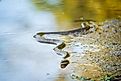A water snake swimming through water