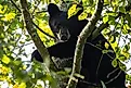 Young Black Bear in leafy tree with glimpse of sunlight looking down in High Point State Park, New Jersey