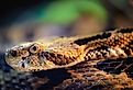 A closeup of a timber rattlesnake.