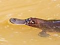 Platypus Animal in Queensland Australia