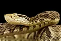 A jararaca (Bothrops jararaca)