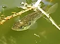 Sacramento Perch (Archoplites interruptus), By Rudyard, https://creativecommons.org/licenses/by/4.0, https://commons.wikimedia.org/w/index.php?curid=146770632