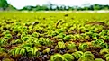 Salvinia Molesta, commonly known as Giant Salvinia, is an aquatic fern. 