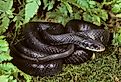 Northern Black Racer (Coluber constrictor).