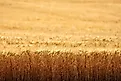 An early morning view of ripe wheat, ready for harvest, in the fertile farm fields of Idaho.