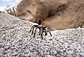 Wild and feisty tarantula in Joshua Tree National Park, California.