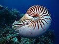 A nautilus in the water.