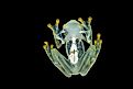 "Hyalinobatrachium valerioi, sometimes known as the La Palma glass frog". Photography: Milan Zygmunt