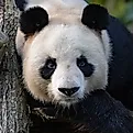 A giant panda lying, looking at camera.