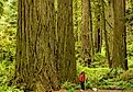 Among the giants in Redwood National Park. Editorial credit: Bob Pool / Shutterstock.com