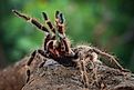 Tarantula spider ready to attack