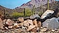 A snake in the Arizona desert.