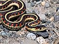 A common garter snake slithering along shoreline rocks.
