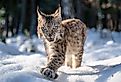 Close-up photo of lynx cub walking in the winter snowy forest with open mouth.