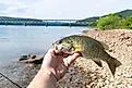 Smallmouth bass shore fishing, held by mouth