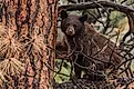 Black Bear Cub in a Pine Tree