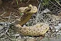 A Prairie rattlesnake in a defensive position.