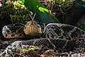 A Central American bushmaster (Lachesis stenophrys)