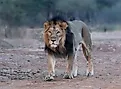 Asiatic Lion in the Gir Forest.