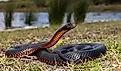 Red-bellied Black Snake basking in habitat.
