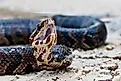 Cottonmouth (Agkistrodon piscivorus). 