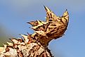 thorny devil