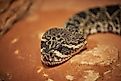 Eastern diamondback rattlesnake (Crotalus adamanteus)