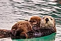 A sea otter with her newborn pup in the waters of Homer, Alaska. Credit: Wirestock Creators/ Shutterstock.com