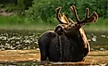 Moose are responsible for some of the most human-wildlife encounters to date. Credit: Kelly VanDellen/ Shutterstock.com