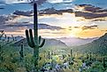 Saguaro National Park