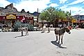 Burros in downtown Oatman, Arizona. Image credit: Nick Clephane / Shutterstock.com