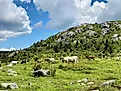 Cattle grazing at Mount Rogers National Recreation Area. Image Credits: Maxwell Brian via Shutterstock