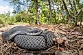 The Eastern hognose snake is popular among the Wolf River in Wisconsin.