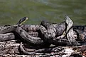 Diamondback water snakes coiled up. 