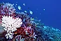 Coral bleaching of Acropora hard corals
