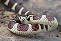 California kingsnake.