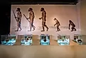 Homo sapien fossils at Sirindhorn Dinosaur Museum in northeast Thailand. Image Credits: COCKTAIL via Shutterstock