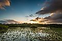 Sunrise Bursts Over Lily Pond in Everglades National Park from the Anhinga Trail. 