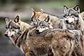 Pack of gray wolves in the forest. Image Credits: AB Photographie via Shutterstock